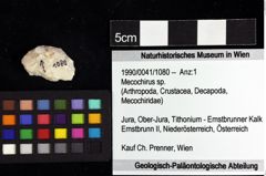 Foto (Objket + Etiketten) von Mecochirus sp. 